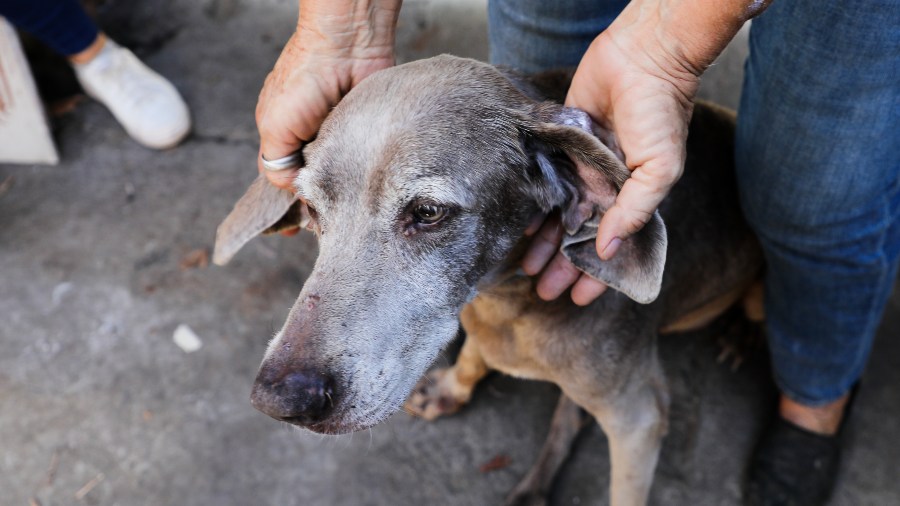 Perro rescatado y resguardado en refugio de El Salvador. 