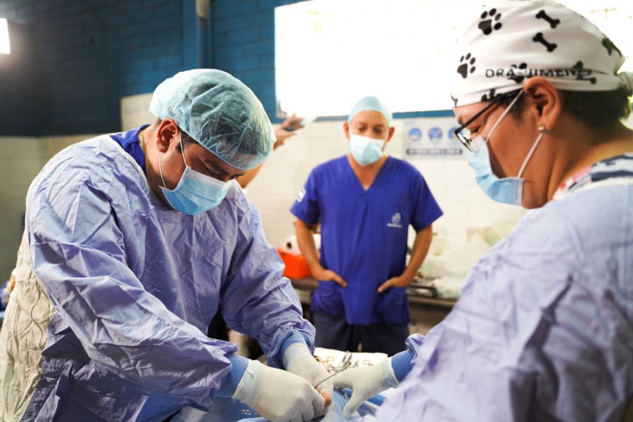 Médicos veterinarios del Instituto de Bienestar Animal durante una jornada de esterilización. 